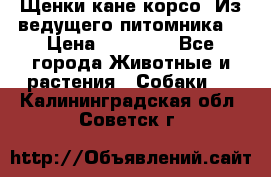 Щенки кане корсо! Из ведущего питомника! › Цена ­ 60 000 - Все города Животные и растения » Собаки   . Калининградская обл.,Советск г.